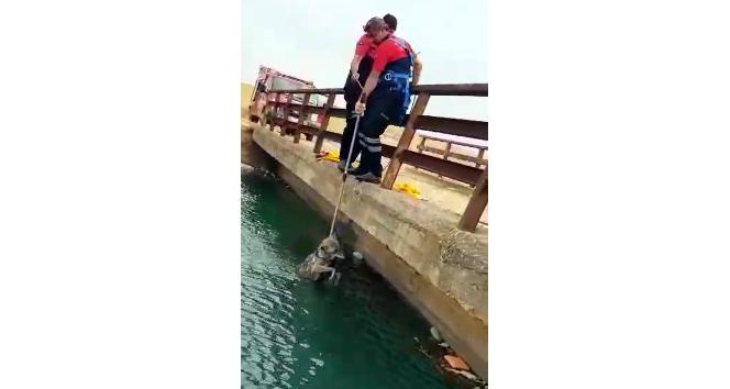 Sulama kanalına düşen kurdu itfaiye kurtardı