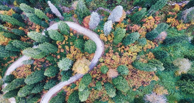 Doğal ağaç müzesinde büyüleyici sonbahar manzaraları