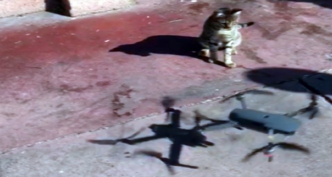 (Özel) Sevimli kedinin drone merakı