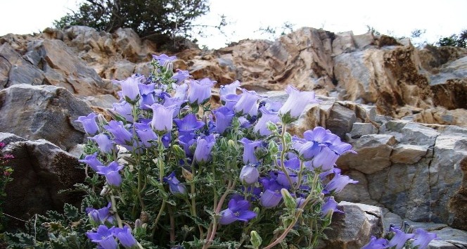 Koruma altına alınan Çan Çiçeği için çalıştay düzenlendi