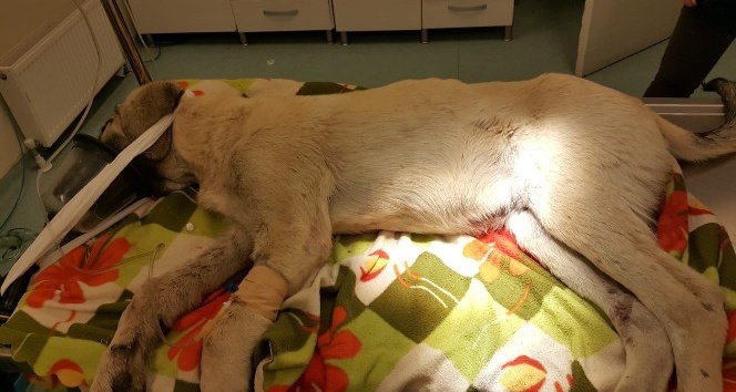 Trafik kazasında yaralanan köpeğe Nevşehir Belediyesi sahip çıktı