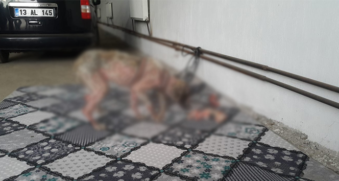 İşkence yapıldığı öne sürülen köpek bulundu