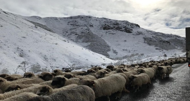 Kar altında koyunların dönüşü başladı