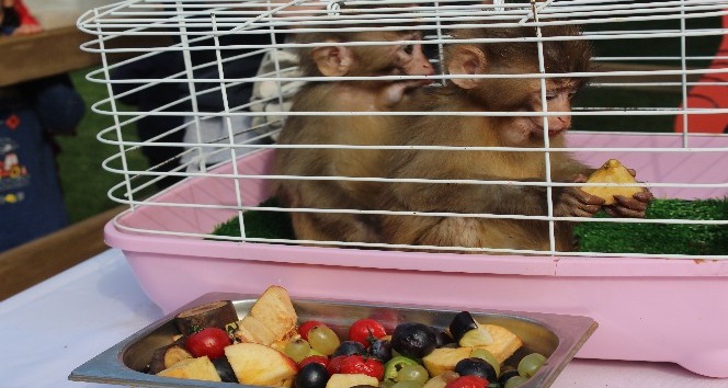 Makak cinsi maymunların ismini halk belirledi