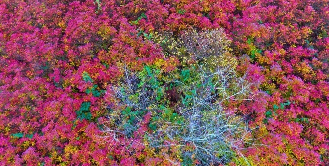Ordu’da sonbaharda renk cümbüşü