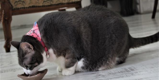 Bu kediyi görenler gözlerine inanamıyor!