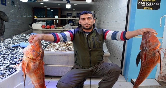 Sinop’ta 5 kiloluk kırlangıç balığı yakalandı