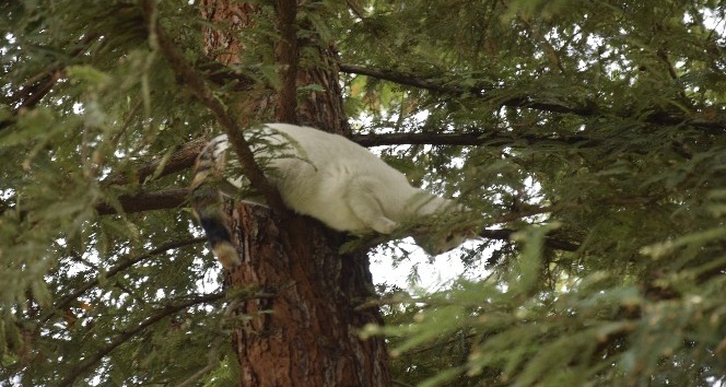 Ağaçta mahsur kalan kediyi itfaiye ekipleri kurtardı