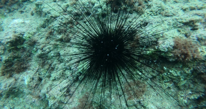 Kızıldeniz'den gelen zehirli deniz kestanesi uyarısı