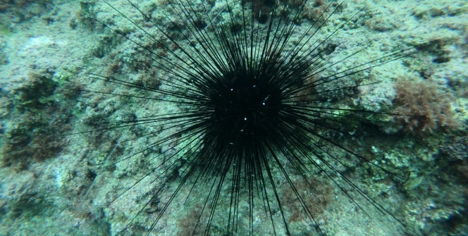 Uzmanlar uyardı! Acı verici zehri var