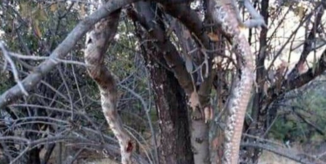 Ürküten görüntü! Dev yılanı öldürüp ağaca astılar