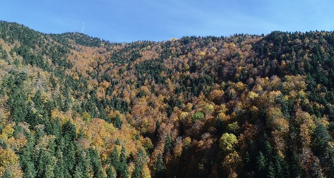 Türkiye’nin en büyük blok ormanları fotoğraf tutkunlarını bekliyor