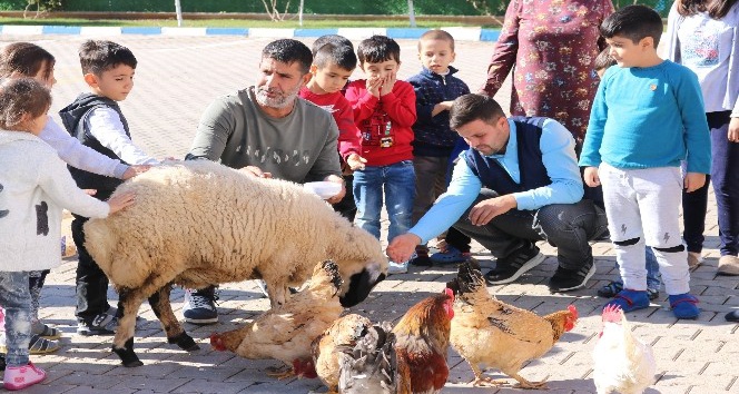 Anaokulu öğrencileri, okullarında tohum ekip evcil hayvan besliyor