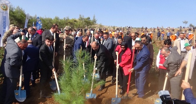 Suriye sınırında 60 bin fidan dikildi