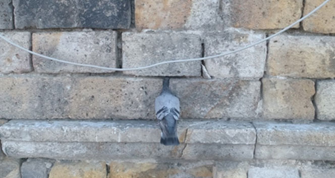 Tarihi kervansaray duvarına kafası sıkışan güvercin kurtarıldı