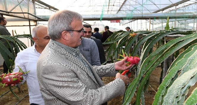 Antalya tarımında tropik meyveler yeni alternatif