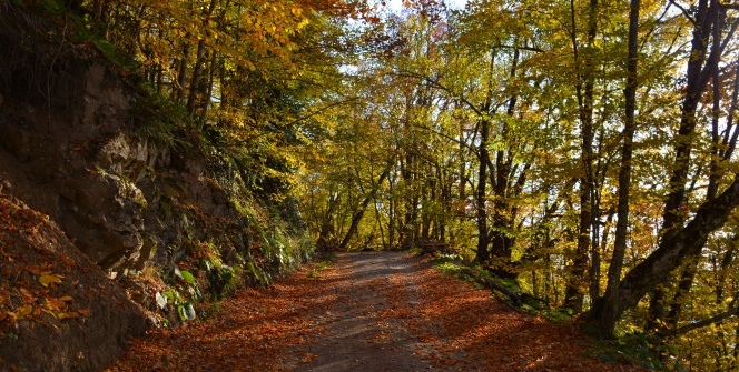 Yenice Ormanlarında kartpostallık görüntüler