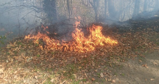 Ordu’da orman yangını