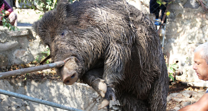 Kuyuya düşen 100 kiloluk domuz vinç yardımıyla 6 saate kurtarıldı
