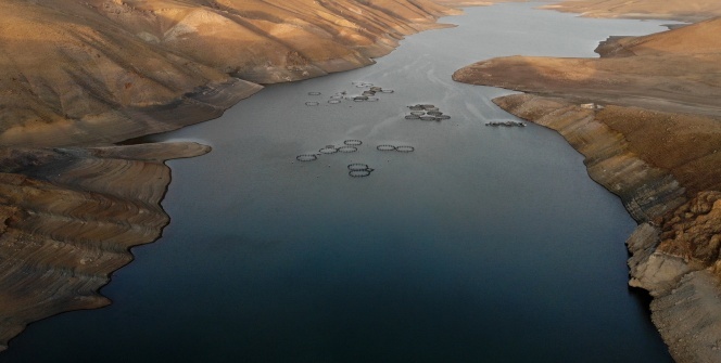 Zebra midyeler baraj gölünü tamamen istila etti