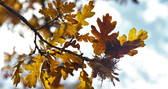 Hekimdağ sonbahar renklerine büründü