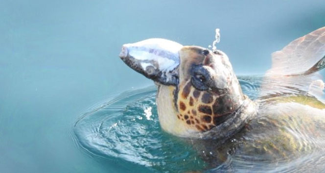 Validen balon balığı yiyen caretta caretta paylaşımı