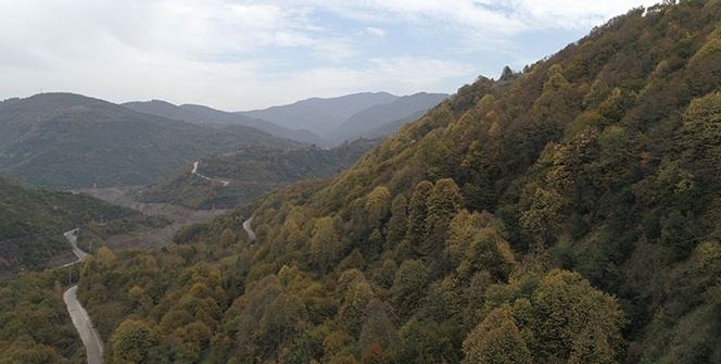 Kocaeli ormanlarında renk cümbüşü