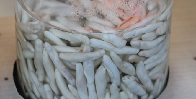 Bu sakız bir ay çiğnenebiliyor! Fiyatı altınla yarışıyor