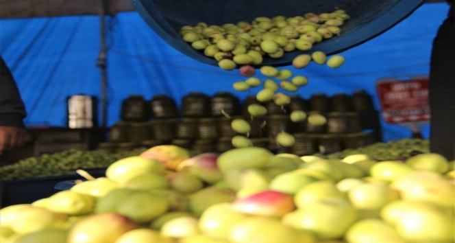Şanlıurfa’da zeytin hasadı devam ediyor