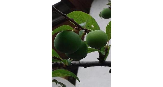 Sakarya’da erik ağacı Kasım ayında meyve verdi