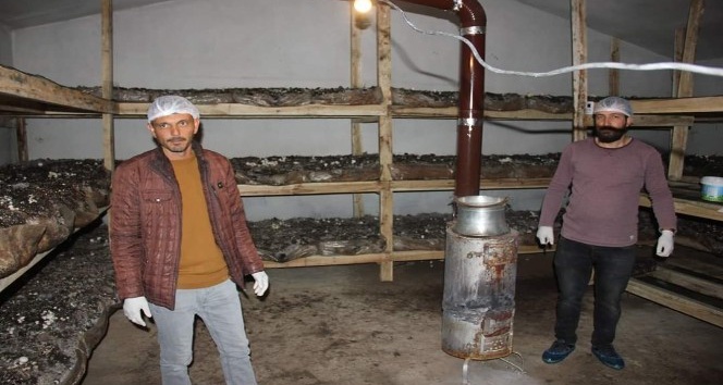 Köse’nin ilk mantar tesisini kurdu, ilk hasatta yarım ton ürün aldı