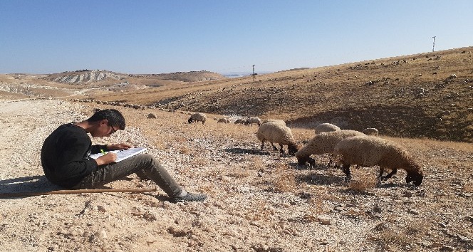Ara tatilde hem çobanlık yapıyor hem de ders çalışıyor