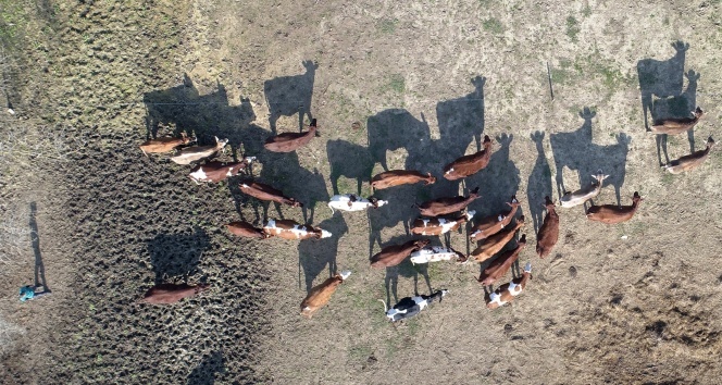 ‘Jersey’ ırkı 10 inekle üretime başladı, 5 yılda taleplere yetişemez hale geldi