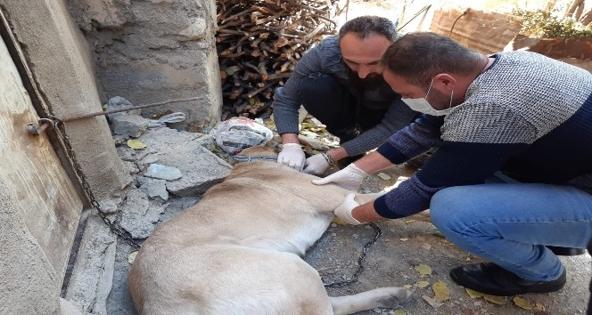 Yaralı kangal köpeği tedavi altına alındı