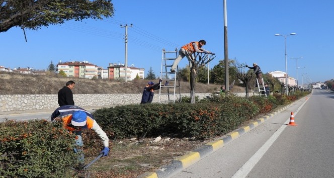 Safranbolu’da ağaç budama çalışması
