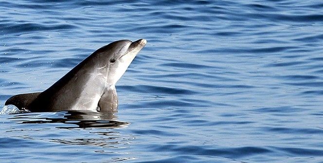 İstanbul Boğazı'nda yunusların dansı