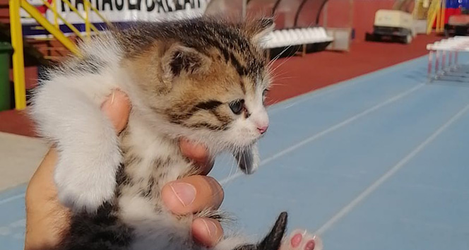 Atletizm antrenörü 2,5 metre derinliğindeki kuyudan yavru kediyi kurtardı