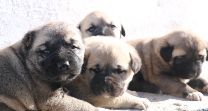 Yavru Kangallar vatan görevi için hazır