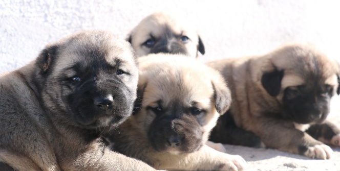 Yavru Kangallar vatan görevi için hazır