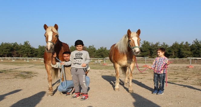 İzmir’in fayton atları ikinci baharlarını Bursa’da yaşıyor