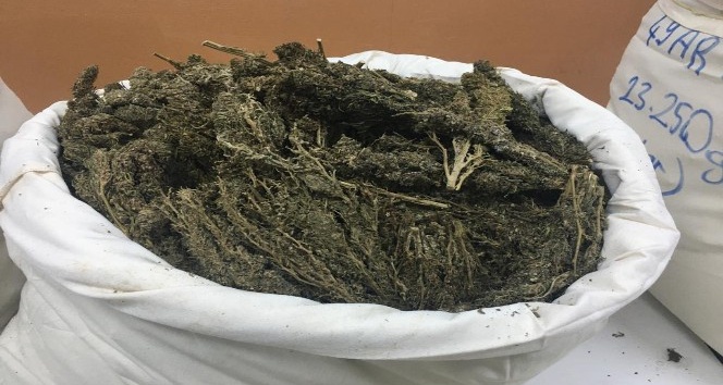 Engel samanların arasına zulalanan 129 kilo esrarı buldu