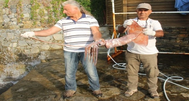 Kuşadası Körfezi yeni türlere ev sahipliği yapmaya başladı