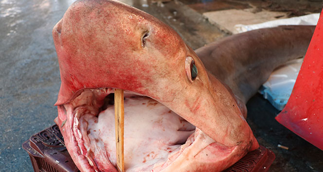 Dev köpek balığı, balıkçıların ağına takıldı