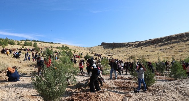 Mardin’de Bir Dünya Kadın Hatıra Ormanı oluşturuldu