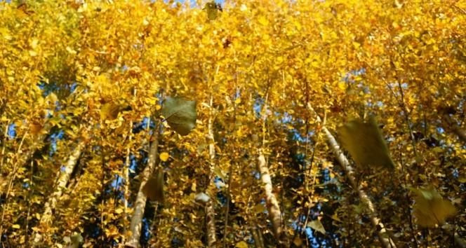 Diyarbakır'da sonbahar güzellikleri