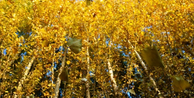 Diyarbakır'da sonbahar güzellikleri