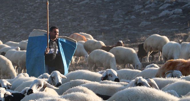 İki yabancı dil bilen aday öğretmen çobanlık yapıyor