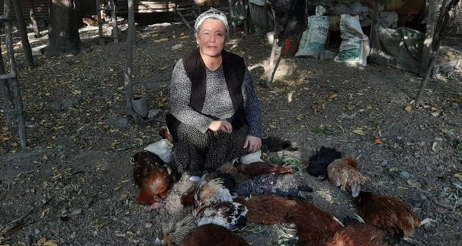 Tavukları zehirlenen kadın gözyaşlarına boğuldu