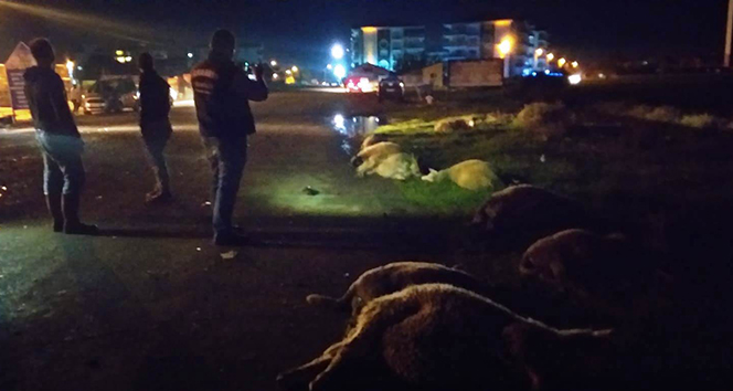 Koyun sürüsüne otomobil çarptı: 15 koyun telef oldu