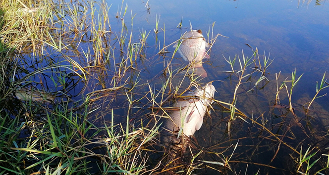 Çanakkale’de esrarengiz balık ölümleri